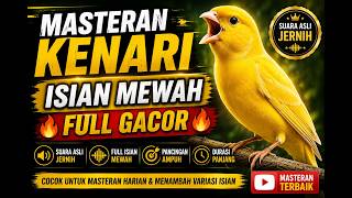 Download lagu Masteran Kenari Isian Mewah Gacor 🔥 Suara Asli Jernih | Full Isian Terbaik mp3