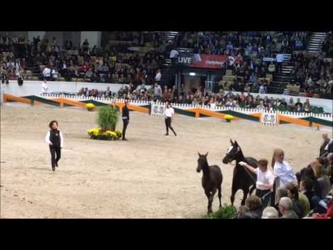 Preisspitze Trakehner Hengstmarkt Fohlen - Konstantin von MILLENNIUM - 80.000 EUR