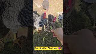 How To Get Chickens Attention! #fun #backyardchickens #chicken #food #update #news #lunch #foodie