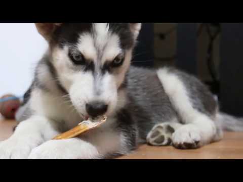 Puppy's First Kong Siberian Husky Goes After Treat!