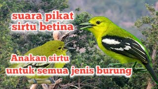 Download lagu Suara pikat sirtu betina vs anakan untuk semua jenis burung mp3