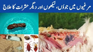 Chicken Mites & Lice Treatment | Control External Parasites of Poultry | Dr. ARSHAD