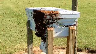 This is what a swarm looks like.