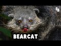 The Bizarre Beast That Smells Like Popcorn