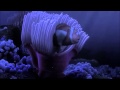 Finding Nemo 2003 Scene Nemo Egg Title Sequence