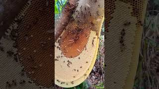 Download lagu #Bees #nest #pets #music #insects #cute #nature #edms #trend #trending #honey #wildlife #forest #fun mp3 Download lagu #Bees #nest #pets #music #insects #cute #nature #edms #trend #trending #honey #wildlife #forest #fun mp3