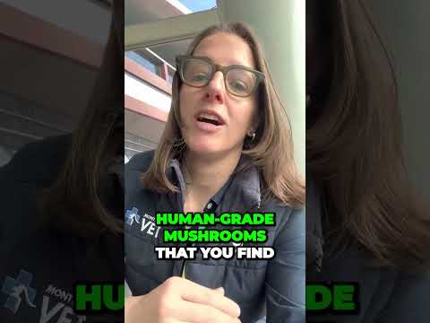 Busting Pet Myths with Dr. Nicole Rous | Mushrooms are Safe for Dogs