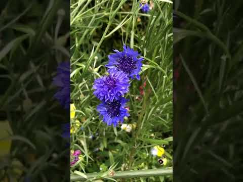 ヤグルマギク 植物