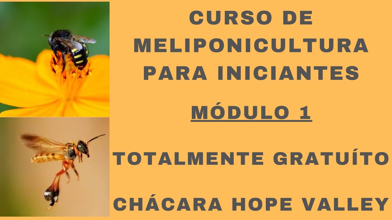 CURSO DE MELIPONICULTURA PARA INICIANTES! [ MÓDULO 1 ] A ARTE DE CRIAR ABELHAS SEM FERRÃO