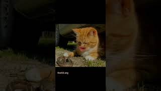 Download lagu Astin ke sanp 🐍 mithles new funny video |ankitang| bagad bila | billa new funny ree #ankit mp3