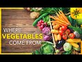 The Surprising Origins and Definitions of Vegetables Explained