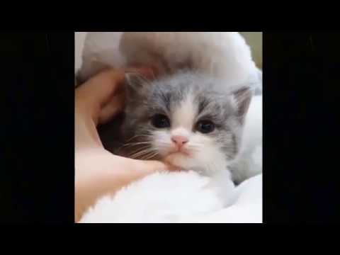Cute Baby CatsVideo Compilation Cute Moment Of The Cats #1