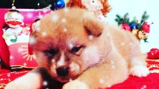 Video preview image #1 Akita Puppy For Sale in Chisinau, Chisinau Municipality, Moldova
