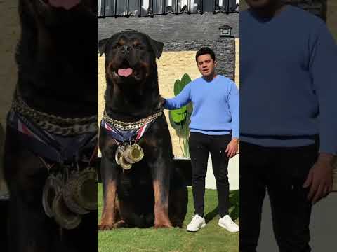 ‏Watch the biggest dog in the world😎 #rottweiler #basemhunt #dog #dogs
