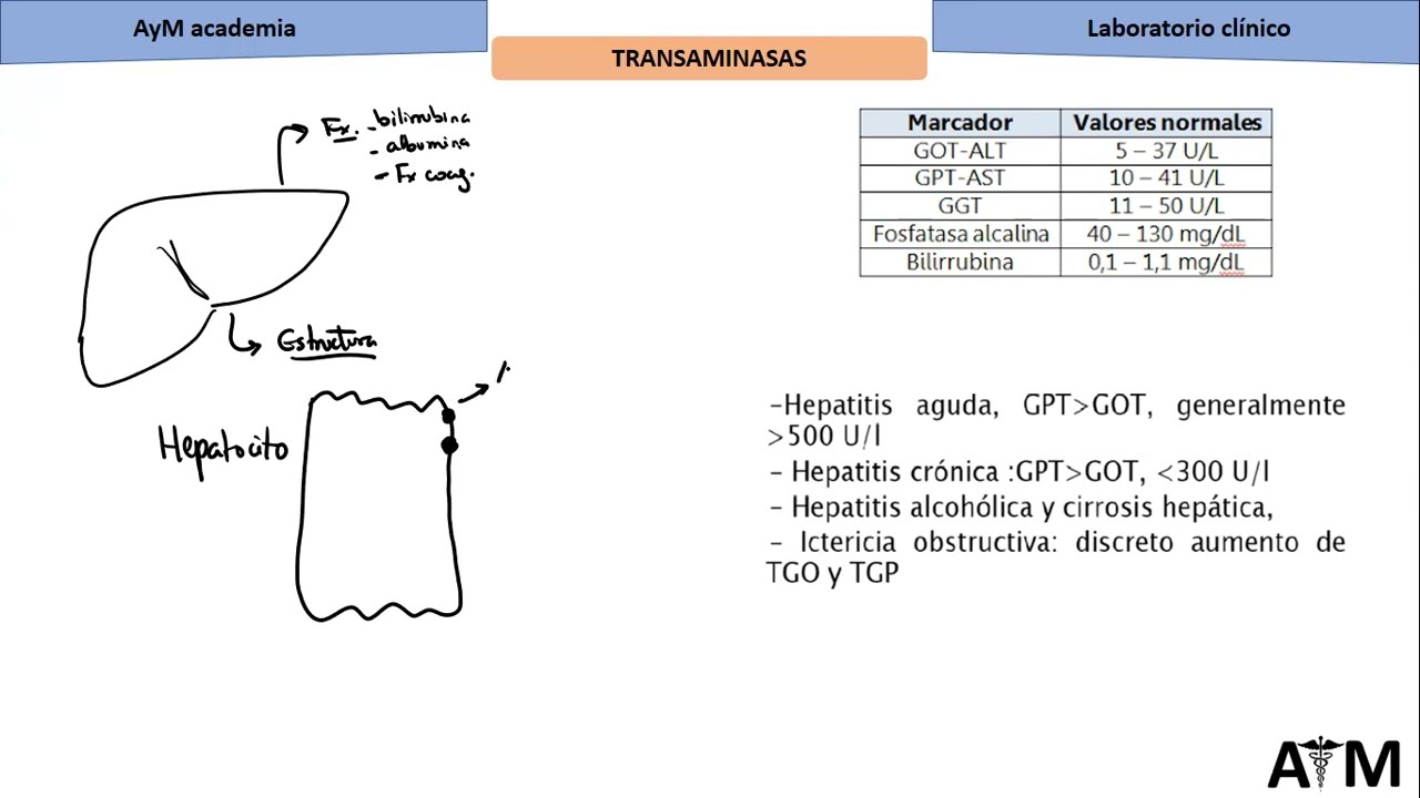 PERFIL HEPATICO