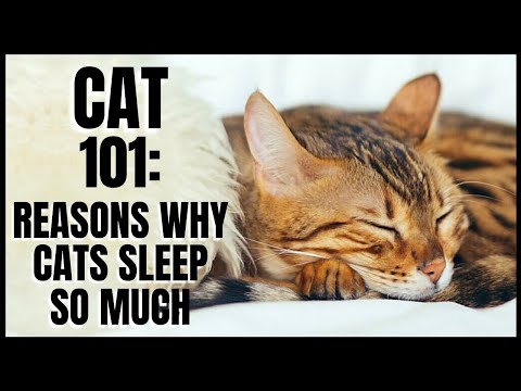 Cat 101: Reasons Why Cats Sleep  So Much