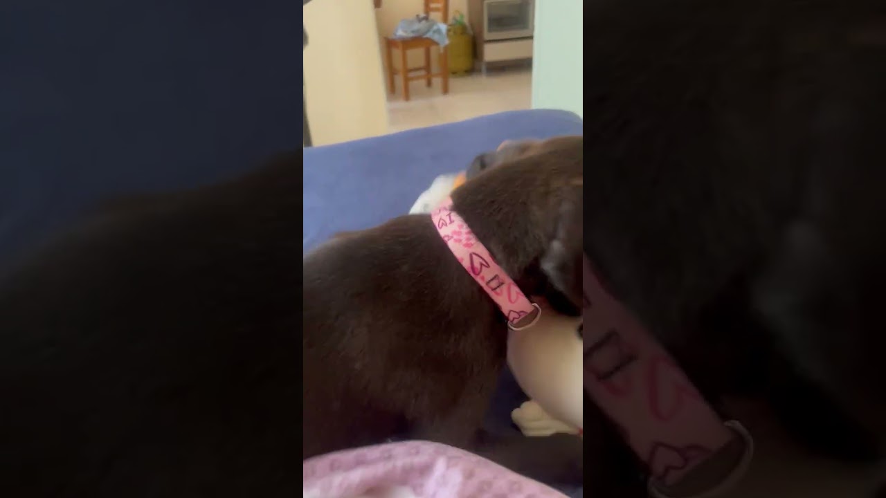 Cachorro raça SRD-ViraLata idade 2 a 6 meses nome Sem nome