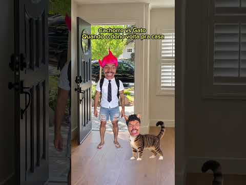 Cachorro vs Gato quando o dono volta pra casa