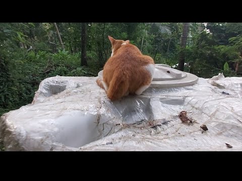 #funny    Try for catching Cat