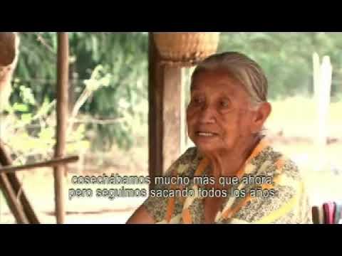 BAURES | El reino del bendito cacao