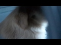 My New Dog Does Not Want To Go Home