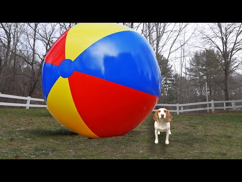 Puppy vs Gigantic Beach Ball Prank: Funny Puppy Dog Indie Gets HUGE Surprise