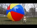 Puppy vs Gigantic Beach Ball Prank: Funny Puppy Dog Indie Gets HUGE Surprise