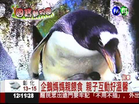 屏東海生館 小企鵝"產"量破紀錄