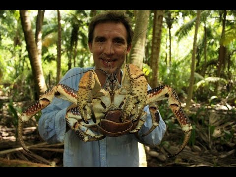 British Indian Ocean Territory – coconut crabs Video