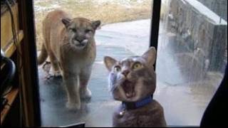 Bro… That’s NOT a Big Cat! 😭😂 Try Not to Laugh at These Funny Animals