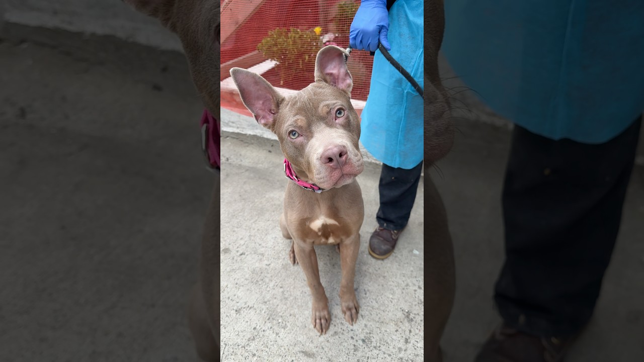 Eggsy 251376🧡6mo puppy!