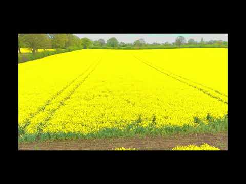 Rapsfelder in Schleswig-Holstein.