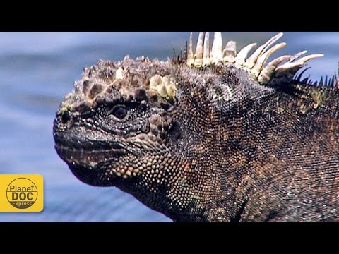 Iguana Documentary