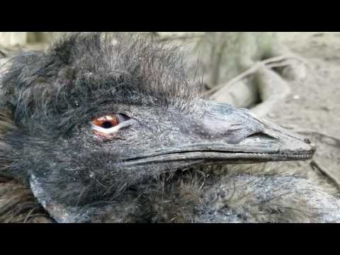 ecoemu 20170709 1812561