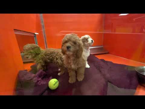 Video 2 - University Academy 4th Graders - Check in from Wayside!