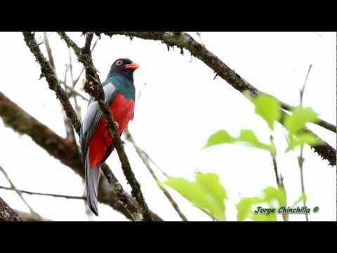 Trogon massena