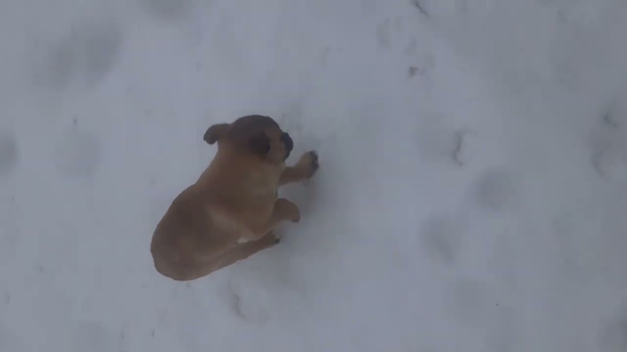 Nique, an adoption pending mixed breed in Spanaway, WA video 6/6