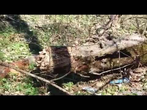 Jurnalul din padurea Brasov