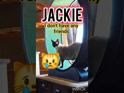 POOR JACKIE? NO FRIENDS! 😿 #cat #kitten #meow #siamese #dailyshorts #shorts #cute #pets #adoreble