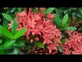 Review vlog Ep- 79 || Flowers review || Chinese ixora || Rangoon creeper || Mayaboti Pori