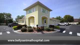 preview picture of video 'Welcome to Kellys Animal Hospital | Port St Lucie, FL'