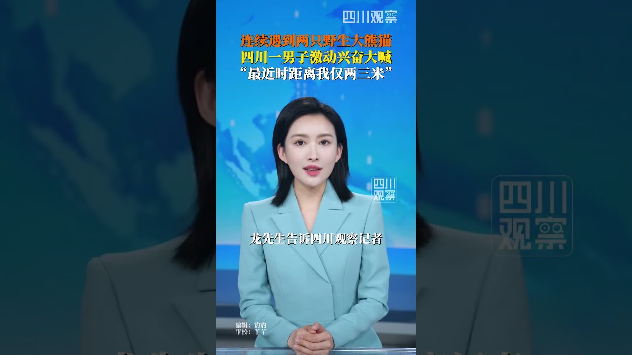 なんて幸運なんだ！😀——四川省の男性、野生のジャイアントパンダ2頭に遭遇、最短距離わずか2～3メートル。