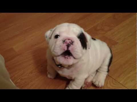 Funny dog videos - Bulldog puppy
