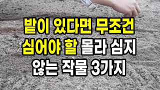 밭이 있다면 무조건 심어야 할 몰라 심지 않는 작물 3가지