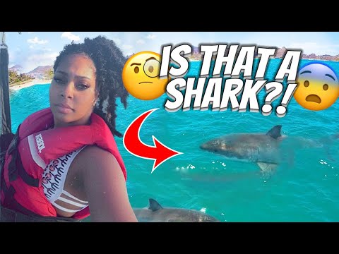 3rd YouTube video about are there sharks in aruba
