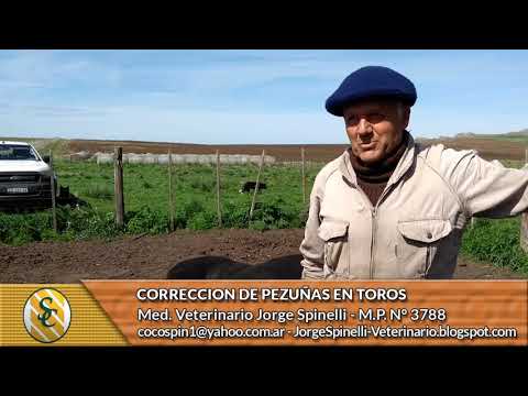 DR. JORGE SPINELLI -Corrección de Pezuñas en Toros
