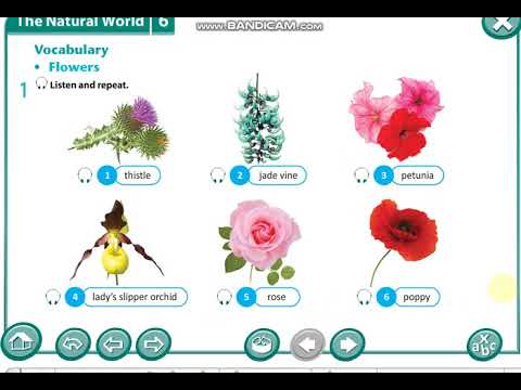 Excel 8th grade. Module 6. The natural World. Flowers