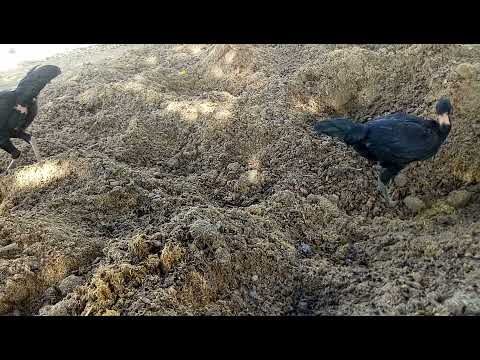 Cách trộn giá thể  trồng mai.