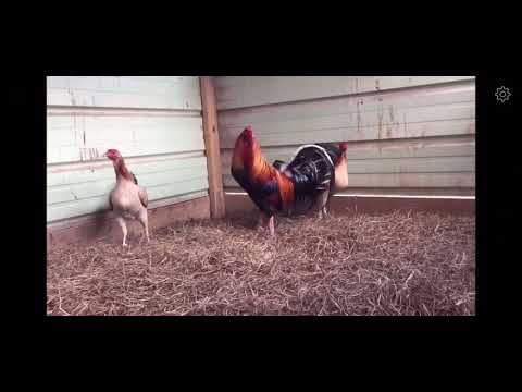 Pure Larry Romero YLH Brood Pen