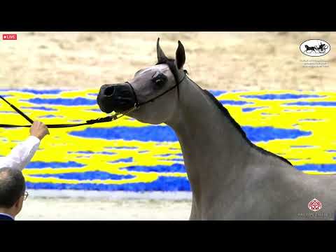 N 98 D SHAHHAR   Dubai International Arabian Horse Championship 2022   Colts 2 years old Class 10